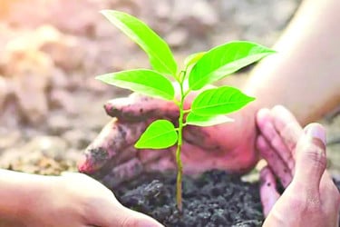 কোটি টাকার কাগুজে গাছ দিচ্ছে না ছায়া!