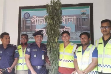 জয়পুরহাটে বসতবাড়ি থেকে তিন কেজি ওজনের গাঁজার গাছ জব্দ