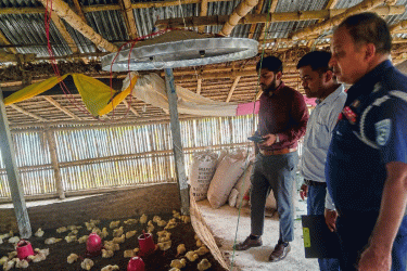 কুড়িগ্রামে আবাসিক এলাকায় পোল্ট্রি ফার্ম, বন্ধের নির্দেশ ও জরিমানা