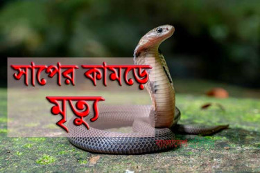 আশুগঞ্জে গোখরো সাপের কামড়ে গৃহবধূর মৃত্যু