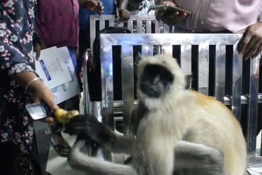 ব্যথায় কাতর হনুমান চিকিৎসা নিতে নিজেই হাজির হলো ক্লিনিকে