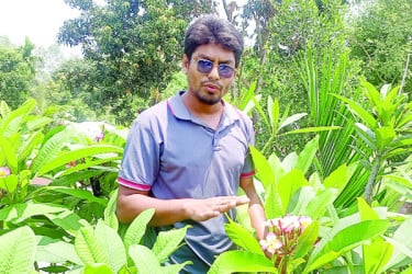 দেশ-বিদেশে যাচ্ছে কাঠগোলাপের চারা