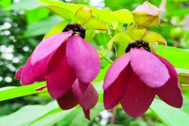 বাদল দিনের ফুল মুগ্ধতা ছড়াচ্ছে প্রকৃতিতে