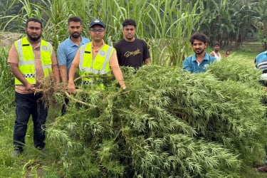 ভূরুঙ্গামারীতে মরিচ খেতে গোপনে গাঁজা চাষ, পুলিশের হাতে জব্দ