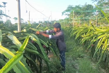 চাকরির আশা ছেড়ে কৃষিতেই বাজিমাত কলাপাড়ার তরুণ সৌরভের