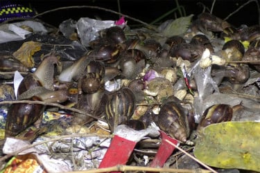 লক্ষ্মীপুরে অদ্ভুত প্রাণীর বিচরণে বিস্ময়