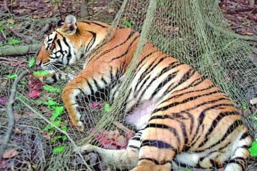 ফাঁদে আটকা বাঘিনি ফিরছে সুন্দরবনে