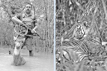 বন্যপ্রাণী নিধনে ১৫০ শিকারি