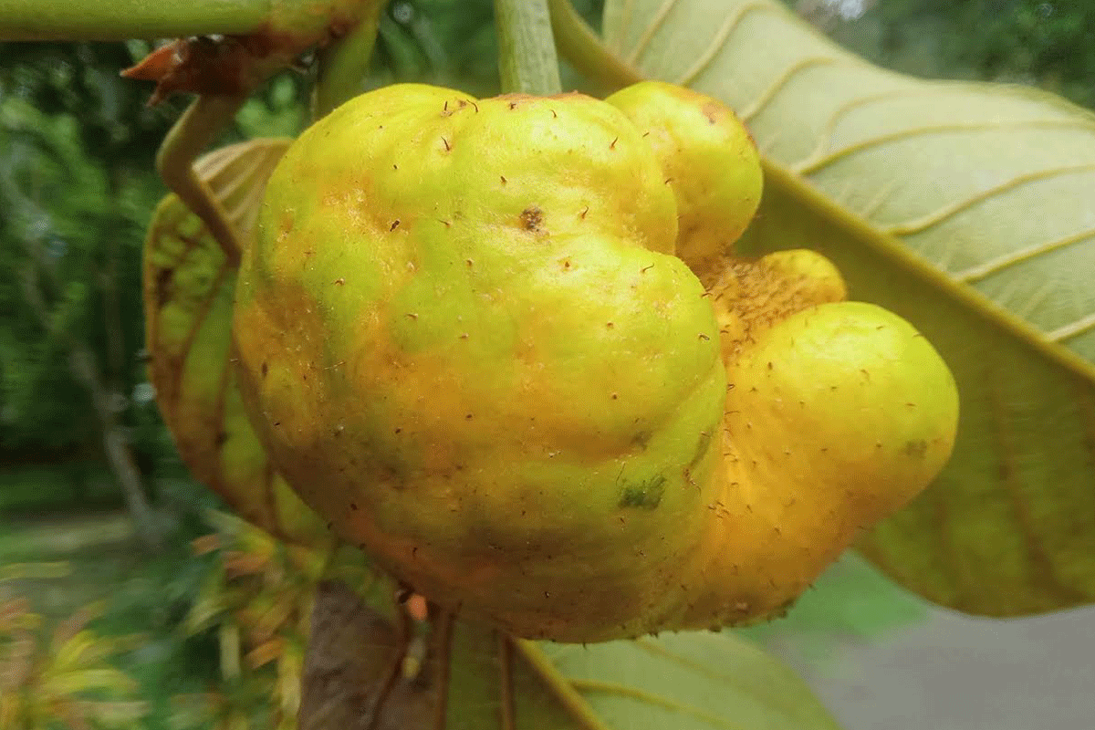 হারিয়ে যাচ্ছে দেশীয় ফল