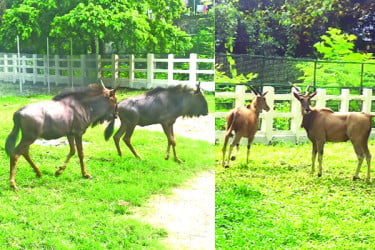 চিড়িয়াখানায় নতুন চার অতিথি