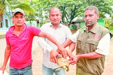 চট্টগ্রামে মহাবিপন্ন হলুদ পাহাড়ি কচ্ছপ উদ্ধার