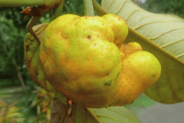 হারিয়ে যাচ্ছে দেশীয় ফল