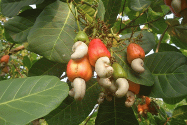 টাঙ্গাইলের মধুপুরে কাজু বাদামে ঝুঁকছেন চাষীরা