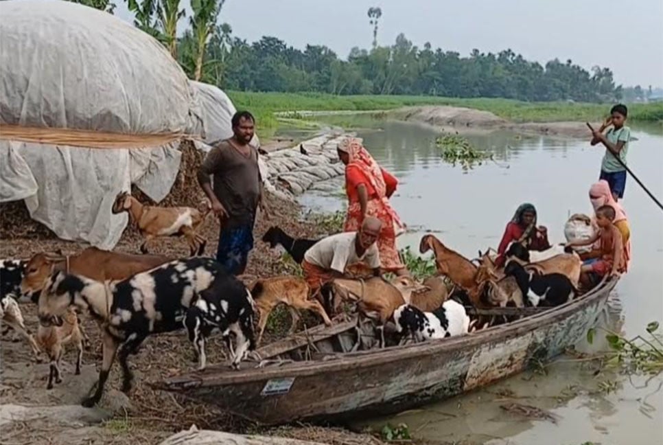 কুড়িগ্রামে তীব্র ভাঙনে দিশেহারা নদীপাড়ের মানুষ
