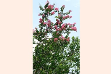 যে ফুলকে ভুল নামে চেনেন অনেকে