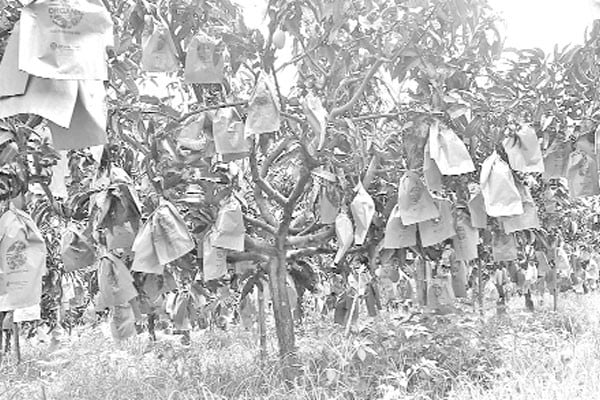 রপ্তানিমুখী আমবাগানে ঝুঁকছেন তরুণ চাষিরা