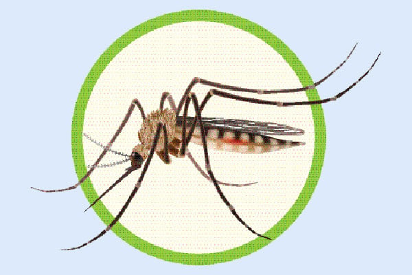 হাম-ডেঙ্গু রোগীর চাপ হাসপাতালে