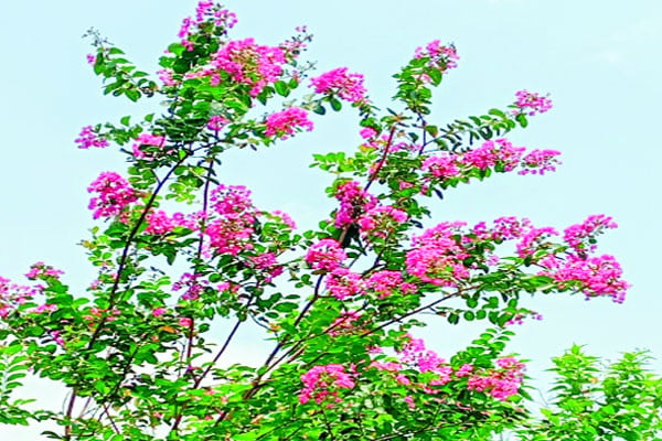 অনেকে ভুল নামে চেনেন যে ফুল
