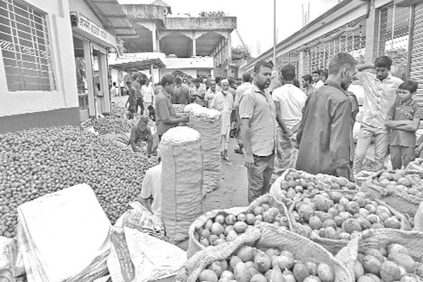 সুপারিতে চাষির লাভ ব্যবসায়ীদের পকেটে