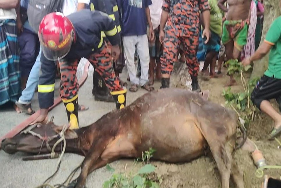 গাইবান্ধায় সেপটিক ট্যাংকে পড়ে যাওয়া গরু উদ্ধার