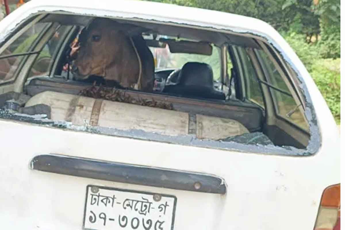 প্রাইভেটকারে গরু তুলে পালানোর সময় দুই চোর আটক