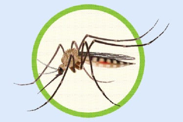 হাম-ডেঙ্গু রোগীর চাপ হাসপাতালে