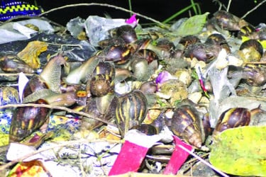 লক্ষ্মীপুরে ‘অদ্ভুত প্রাণীর’ বিচরণে বিস্ময়