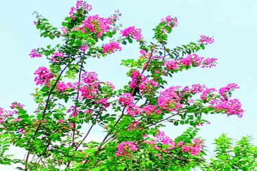 অনেকে ভুল নামে চেনেন যে ফুল