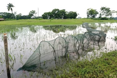 নিষিদ্ধ জালে হুমকির মুখে দেশীয় মাছ!