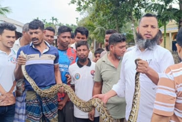 কৃষকের জালে আটকা পড়লো ৮ ফুট লম্বা অজগর