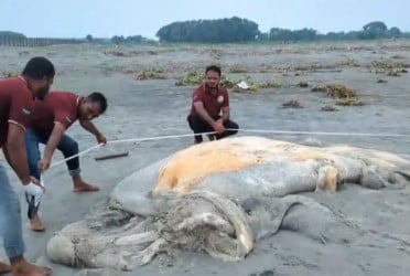 কুয়াকাটা সৈকতে ভেসে এলো মৃত তিমি