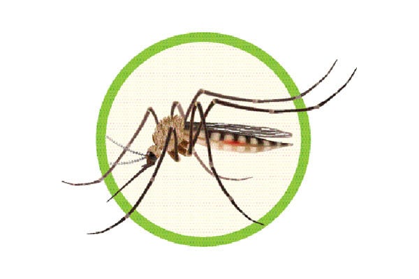 ডেঙ্গুতে এক দিনে সর্বোচ্চ পাঁচজনের মৃত্যু