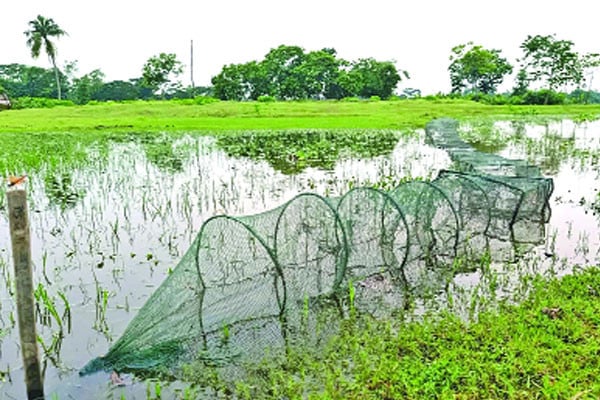 নিষিদ্ধ চায়না দুয়ারি জাল