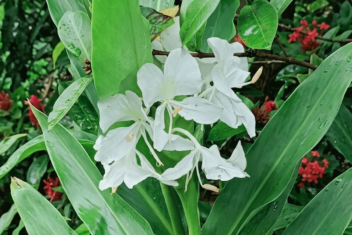 দোলনচাঁপার দোলে মোহিত প্রকৃতিপ্রেমী