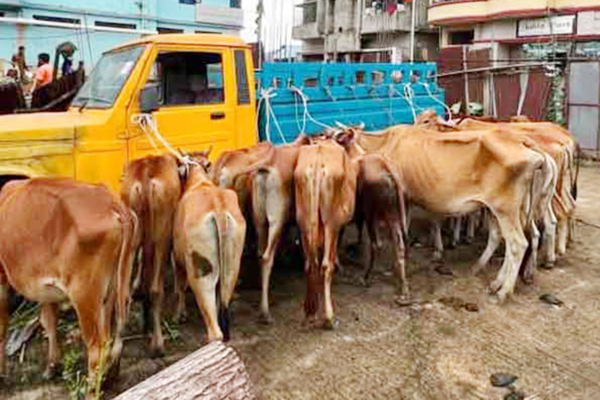 চোরাই পথে আনা ১৯ গরু উদ্ধার, গ্রেফতার ৪