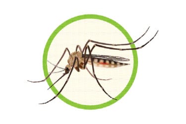 ডেঙ্গুতে এক দিনে সর্বোচ্চ পাঁচজনের মৃত্যু