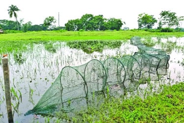 নিষিদ্ধ চায়না দুয়ারি জাল