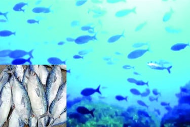 বঙ্গোপসাগরে টুনার খনি