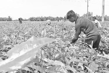 সারসংকটে ক্ষুদ্র চা চাষিরা