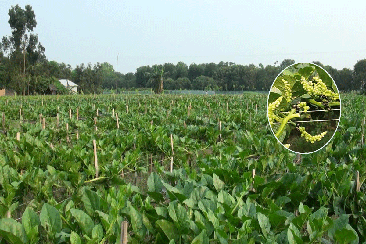 ঝিনাইদহে জনপ্রিয় হচ্ছে পুইশাকের বীজ চাষ