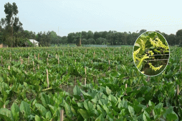 ঝিনাইদহে জনপ্রিয় হচ্ছে পুইশাকের বীজ চাষ