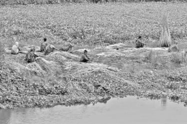 বাম্পার ফলন, তবু হতাশ পাটচাষিরা