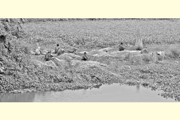 বাম্পার ফলন, তবু হতাশ পাটচাষিরা