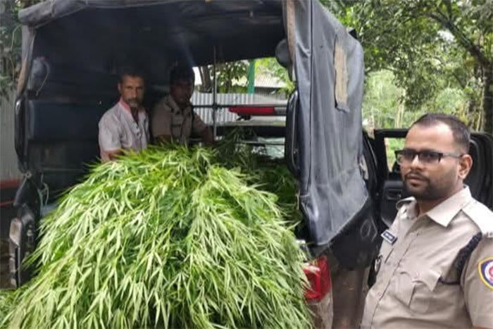 ভূঞাপুরে বাড়ির আঙিনায় গাঁজা চাষ, ১১টি গাছসহ আটক ১