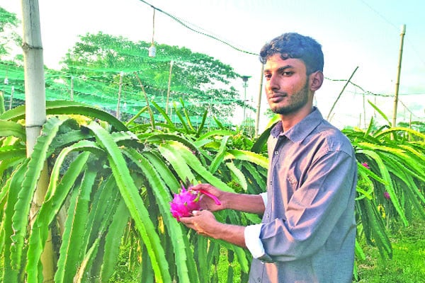 সৌরভের বাগানে সারা বছর ড্রাগন