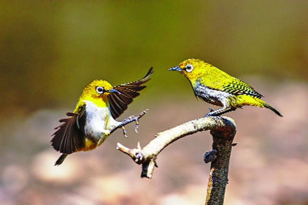 চোখে সাদাবৃত্ত উদয়ী ধলা চোখ