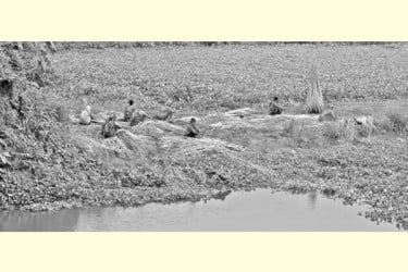 বাম্পার ফলন, তবু হতাশ পাটচাষিরা