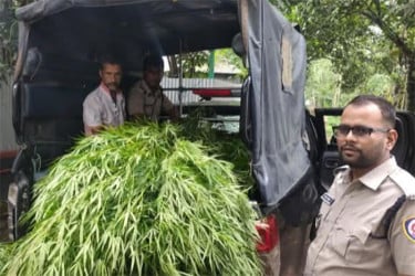 ভূঞাপুরে বাড়ির আঙিনায় গাঁজা চাষ, ১১টি গাছসহ আটক ১
