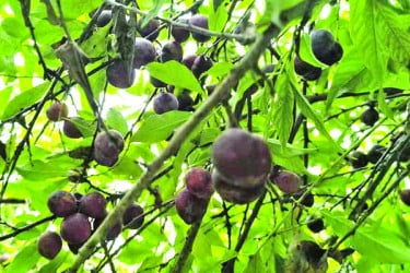 আলুবোখারা চাষে বাজিমাত