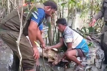 ফাঁদে আটকে ছটফট করা হরিণকে উদ্ধার বন বিভাগের